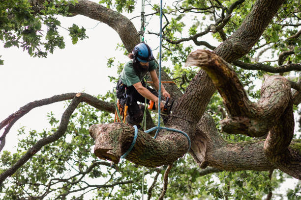 Reliable Roy, UT Tree Care Solutions