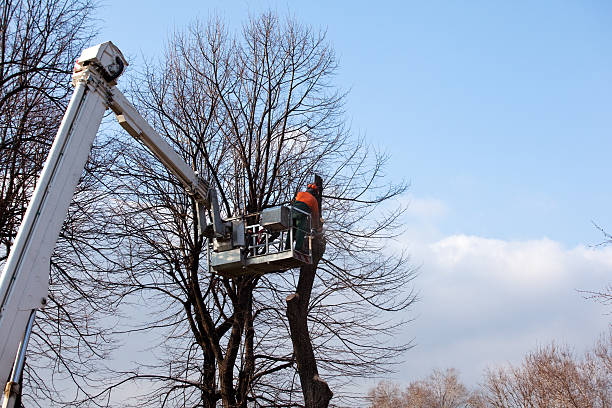 Best Tree Cabling and Bracing  in Roy, UT